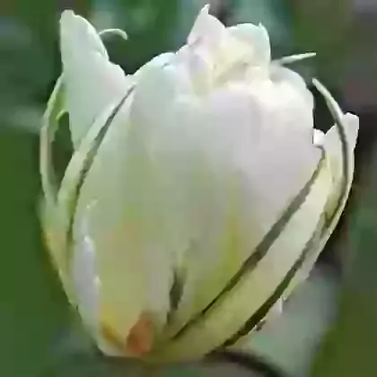Exotic Emperor